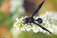Delta bonellii