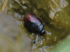 Cercyon melanocephalus