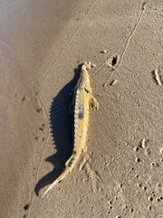 Acipenser fulvescens