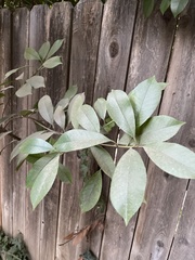 Magnoliopsida