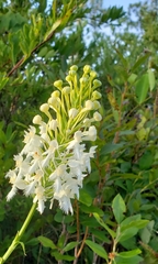 Platanthera blephariglottis conspicua