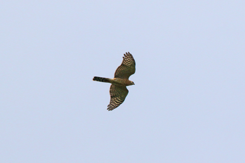 Accipiter ovampensis