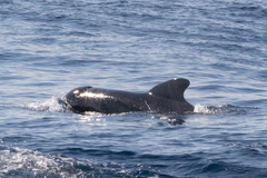 Globicephala