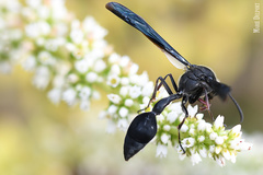 Delta bonellii