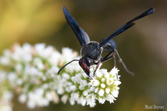 Delta bonellii