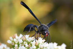 Delta bonellii