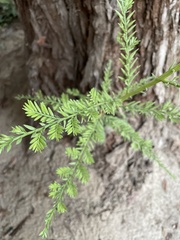 Sequoia