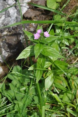 Epilobium alpestre