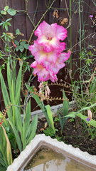 Gladiolus × hortulanus