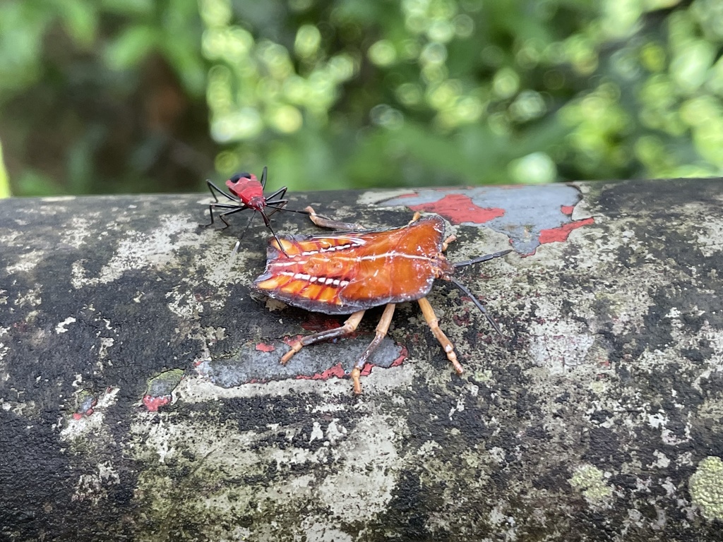 Lychee Stink Bug