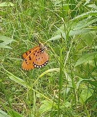 Acraea terpsicore