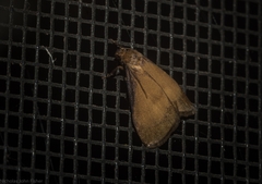 Lambula pleuroptycha