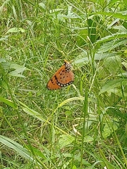 Acraea terpsicore