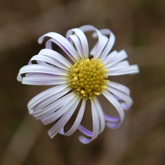 Brachyscome multifida