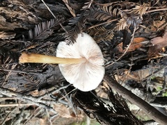 Pluteus leoninus
