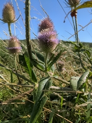 Dipsacus fullonum