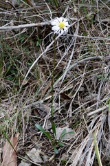 Brachyscome multifida