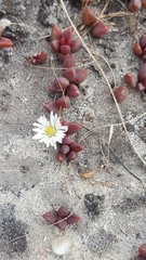 Delosperma subpetiolatum