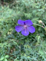 Geranium pratense