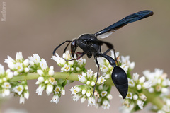 Delta bonellii
