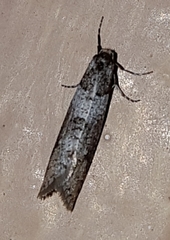 Lepidoscia heliochares
