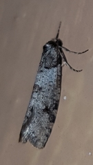 Lepidoscia heliochares
