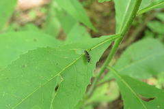 Hemicrepidius secessus