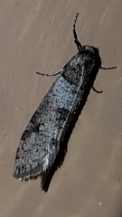 Lepidoscia heliochares