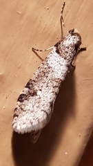 Lepidoscia heliochares