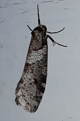 Lepidoscia heliochares