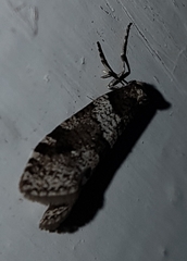 Lepidoscia heliochares