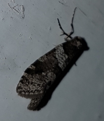 Lepidoscia heliochares