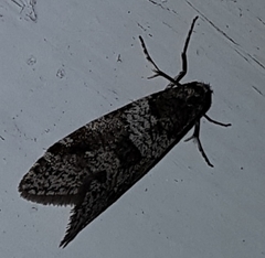 Lepidoscia heliochares