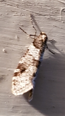 Lepidoscia heliochares