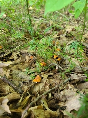 Marasmius fulvoferrugineus