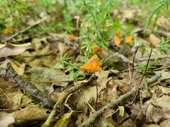 Marasmius fulvoferrugineus