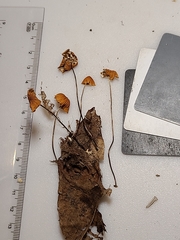 Marasmius fulvoferrugineus