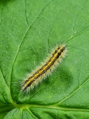 Diacrisia purpurata