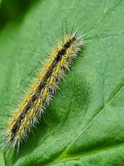 Diacrisia purpurata