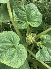 Proboscidea louisianica