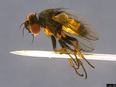Ceromya fergusoni