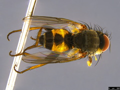 Ceromya fergusoni