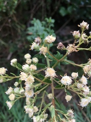 Baccharis racemosa