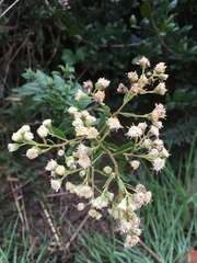 Baccharis racemosa