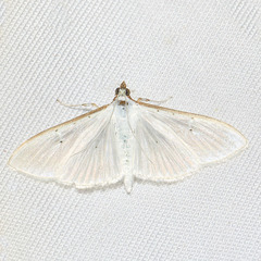 Palpita vitrealis