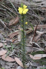 Hibbertia fasciculata