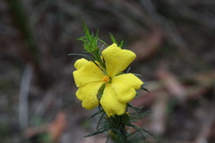 Hibbertia fasciculata