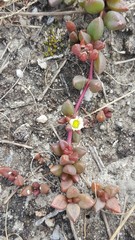 Delosperma subpetiolatum