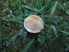 Retiboletus