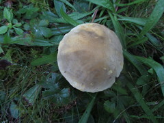 Retiboletus